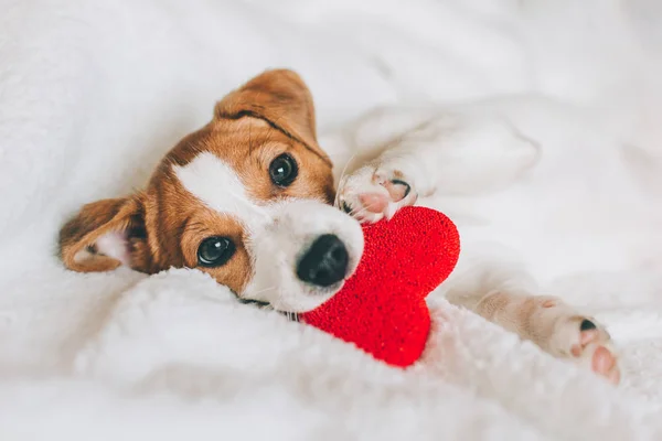 Entzückender Welpe Jack Russell Terrier mit rotem Herz auf weißer Decke. — Stockfoto