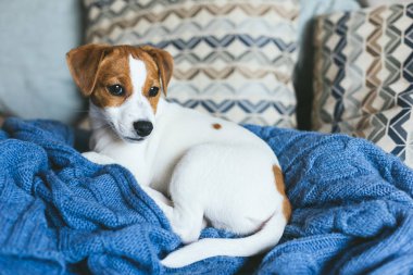 Sevimli köpek yavrusu Jack Russell Terrier mavi battaniyenin üzerinde yatıyor.. 