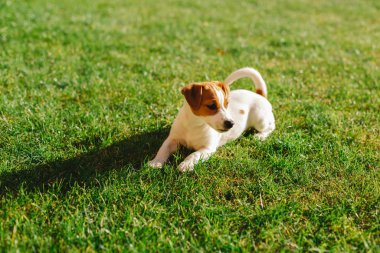 Mutlu köpek yavrusu Jack Russell Terrier çimenlerde oynuyor.