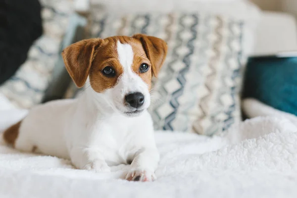 Adorable cachorro Jack Russell Terrier acostado sobre la manta blanca . —  Fotos de Stock