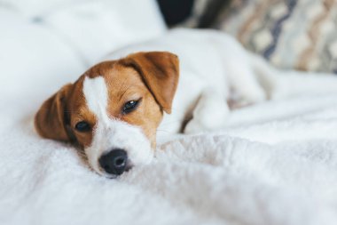 Beyaz battaniyeye uzanmış sevimli köpek yavrusu Jack Russell Terrier. 