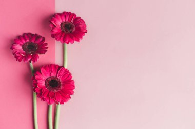 Pastel pembe arka planda güzel pembe Gerbera çiçekleri. Sevgililer günü veya anneler günü için tebrik kartı..