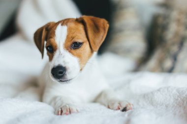 Beyaz battaniyeye uzanmış sevimli köpek yavrusu Jack Russell Terrier. 