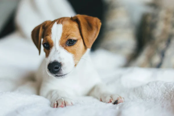 Beyaz battaniyeye uzanmış sevimli köpek yavrusu Jack Russell Terrier. 