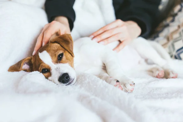 Beyaz battaniyeye uzanmış sevimli köpek yavrusu Jack Russell Terrier. 