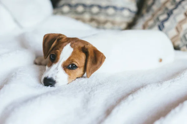 Adorable cachorro Jack Russell Terrier acostado sobre la manta blanca . —  Fotos de Stock