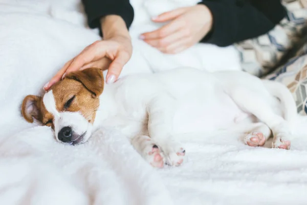 Rozkošné štěně Jack Russell teriér spí na bílé přikrývce. — Stock fotografie