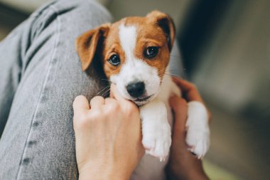 Tapılası köpek yavrusu Jack Russell Terrier sahibinin ellerinde. Küçük bir köpeğin portresi.. 