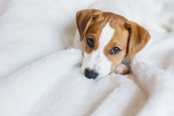 Adorable Cachorro Jack Russell Terrier Acostado Sobre Manta Blanca Retrato —  Fotos de Stock