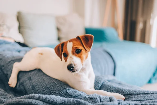 Mavi battaniyeye uzanmış sevimli köpek yavrusu Jack Russell Terrier. Küçük bir köpeğin portresi..