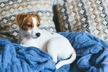 Mavi battaniyeye uzanmış sevimli köpek yavrusu Jack Russell Terrier. Küçük bir köpeğin portresi..