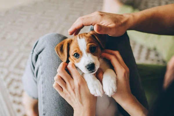 Tapılası köpek yavrusu Jack Russell Terrier sahibinin ellerinde. Küçük bir köpeğin portresi.. 