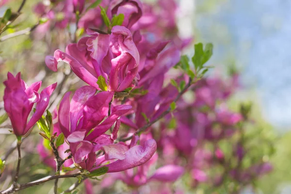 公園の木の上に美しいピンクのマグノリアの花 春の花 選択的焦点 — ストック写真