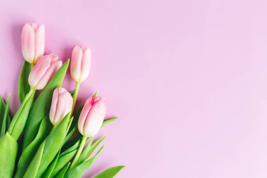 Pastel menekşe arkaplanda yumuşak pembe laleler. Anneler günü için tebrik kartı. Düz yatıyordu. Metin için yer. 
