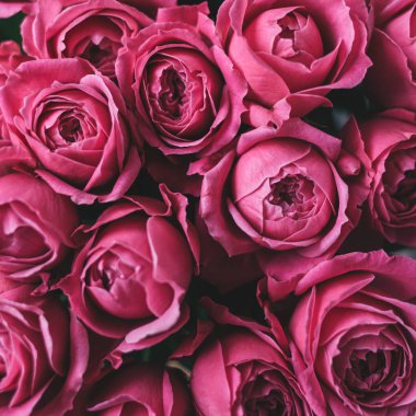 Arka plan için pembe güller. Seçici odak. 