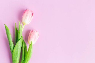 Pastel menekşe arkaplanda yumuşak pembe laleler. Anneler günü için tebrik kartı. Düz yatıyordu. Metin için yer. 