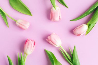 Pastel menekşe arkaplanda yumuşak pembe laleler. Bahar arka planı. Düz yatıyordu. 