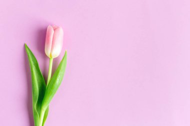 Pastel menekşe arkaplanda yumuşak pembe lale. Kadınlar Günü için tebrik kartı. Düz yatıyordu. Metin için yer. 