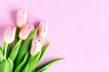 Pastel menekşe arkaplanda yumuşak pembe laleler. Kadınlar Günü için tebrik kartı. Düz yatıyordu. Metin için yer. 