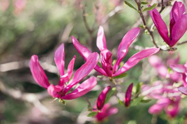 Parktaki bir ağaçtaki güzel pembe manolya çiçekleri. Bahar çiçekleri. Seçici odak. 
