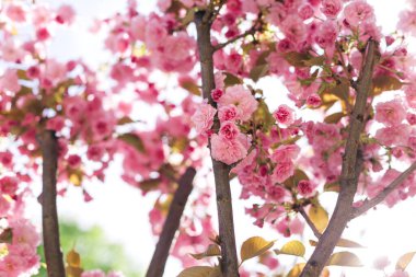 Güneş ışığında Sakura ağacının dalları. Harika pembe kiraz çiçekleri. Seçici odak.