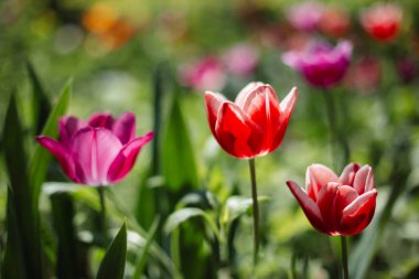 Bahar bahçesinde güzel kırmızı ve pembe laleler. Seçici odak.
