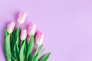 Pastel menekşe arkaplanda yumuşak pembe laleler. Kadınlar Günü için tebrik kartı. Düz yatıyordu. Metin için yer. 