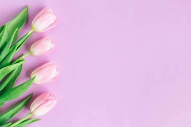 Pastel menekşe arkaplanda yumuşak pembe laleler. Kadınlar Günü için tebrik kartı. Düz yatıyordu. Metin için yer. 
