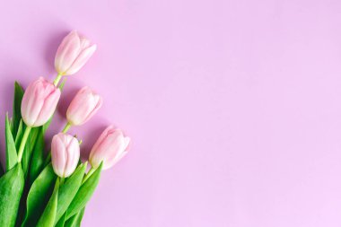 Pastel menekşe arkaplanda yumuşak pembe laleler. Kadınlar Günü için tebrik kartı. Düz yatıyordu. Metin için yer. 