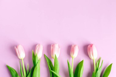 Pastel menekşe arkaplanda yumuşak pembe laleler. Kadınlar Günü için tebrik kartı. Düz yatıyordu. Metin için yer. 