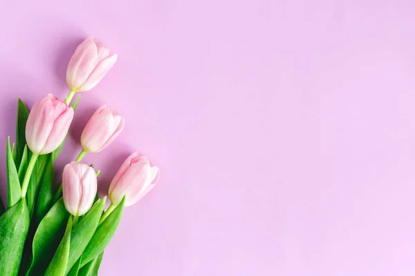 Ніжні Рожеві Тюльпани Пастельному Фіолетовому Фоні Вітальна Листівка Жіночий День — стокове фото