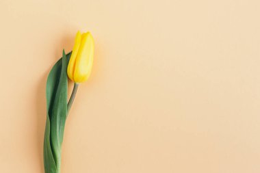 Şeftalili pastel arkaplanda yumuşak sarı lale. Anneler günü için tebrik kartı. Düz yatıyordu. Metin için yer. 