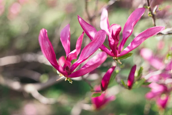 公園の木の上に美しいピンクのマグノリアの花 春の花 選択的焦点 — ストック写真