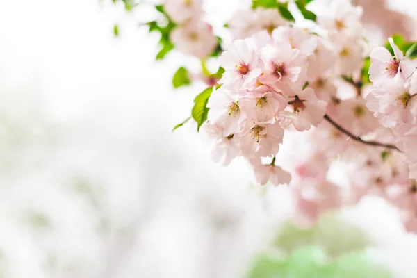 Erstaunlich Rosa Kirschblüten Auf Dem Sakura Baum Schöner Frühlingsbaum Platz — Stockfoto