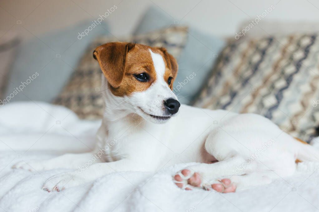 Adorable puppy Jack Russell Terrier laying on the white blanket. Portrait of a little dog.
