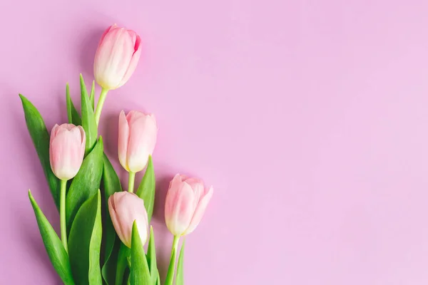 Pastel menekşe arkaplanda yumuşak pembe laleler. Anneler günü için tebrik kartı. Düz yatıyordu. Metin için yer. 