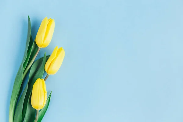 Pastel mavi arka planda yumuşak sarı laleler. Anneler günü için tebrik kartı. Düz yatıyordu. Metin için yer. 