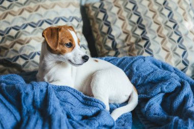 Mavi battaniyeye uzanmış sevimli köpek yavrusu Jack Russell Terrier. Küçük bir köpeğin portresi..