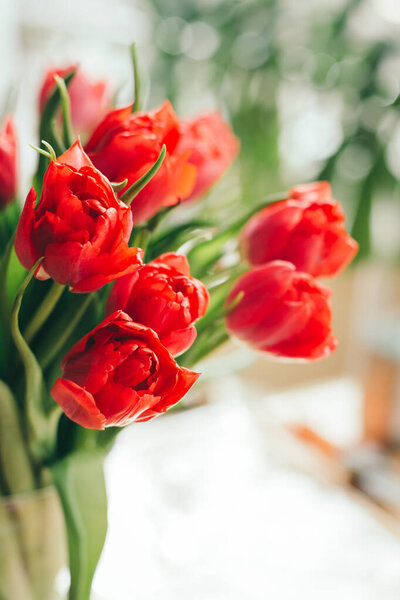 Красивые красные тюльпаны в лучах утреннего солнца. Выборочный фокус. Место для текста
.