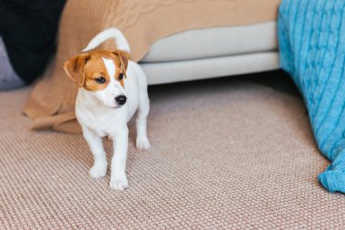 Sevimli köpek yavrusu Jack Russell Terrier evde. Arka planda mavi battaniye.