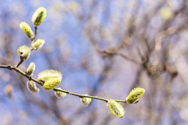 Beautiful willow branch in sunlight on a blue sky background. Pussy willow flowers. Spring background. Copy space.