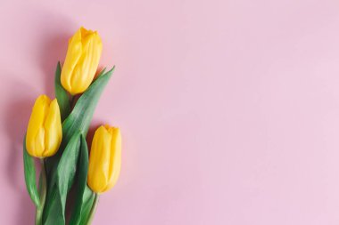 Pastel pembe arka planda yumuşak sarı laleler. Anneler günü için tebrik kartı. Düz yatıyordu. Metin için yer. 
