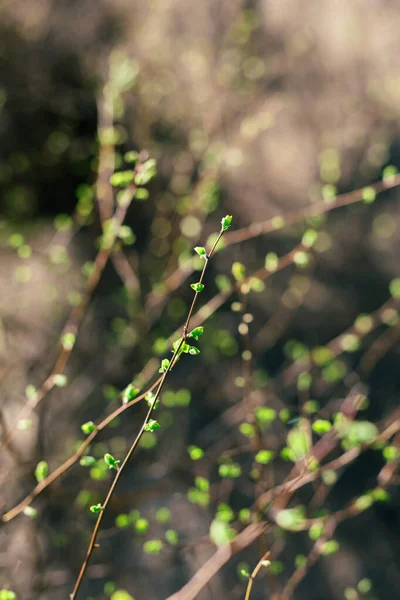 Wazige Takken Met Frisse Groene Bladeren Zonnige Lentedag Voorjaar Natuur — Stockfoto