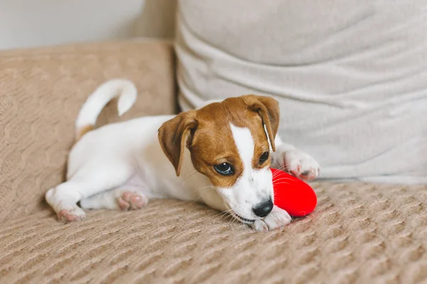 Sevimli köpek yavrusu Jack Russell Terrier kanepede kırmızı oyuncakla oynuyor..  