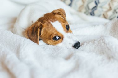 Beyaz battaniyeye uzanmış sevimli köpek yavrusu Jack Russell Terrier. Küçük bir köpeğin portresi..
