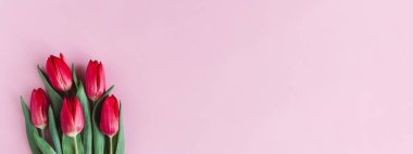 Pastel pembe arka planda yumuşak kırmızı laleler. Bahar bayrağı konsepti. Metin için yer.