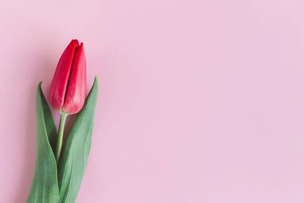 Tulipa Rosa Vermelha Macia Fundo Rosa Pastel Cartão Felicitações Para — Fotografia de Stock