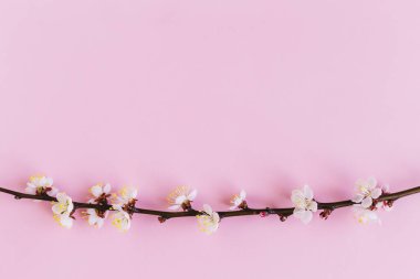 Pastel pembe arka planda kayısı ağacının çiçek açan dalı. Asgari bahar konsepti. Düz yatıyordu. Metin için yer. 
