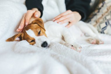 Adorable puppy Jack Russell Terrier slipping on the white blanket. Portrait of a little dog.
