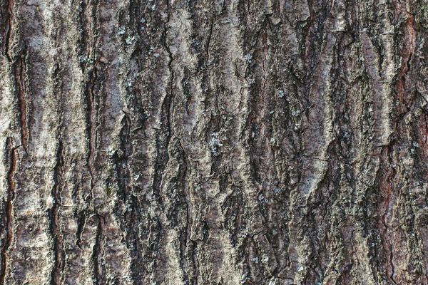 Mörk Trästruktur Eller Bakgrund Närbild Ort För Text — Stockfoto